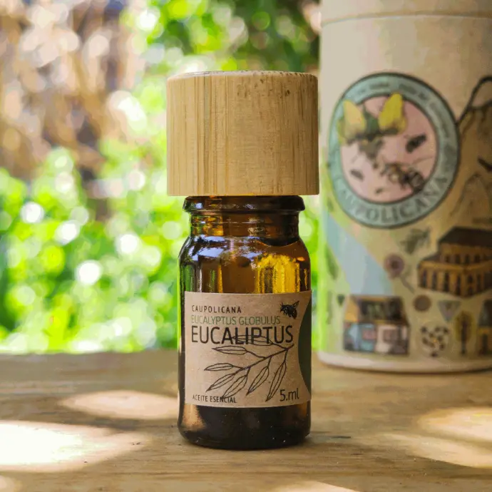 Eucaliptus | Eucalyptus globulus