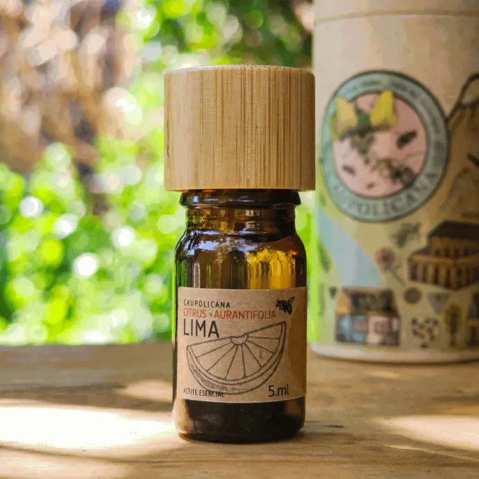 Lima | Citrus × aurantifolia