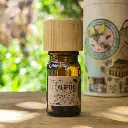 Eucaliptus | Eucalyptus cinerea